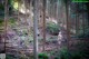 A couple of people walking through a forest.